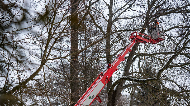 Mitarbeiter bei der Baumpflege im Hubsteiger